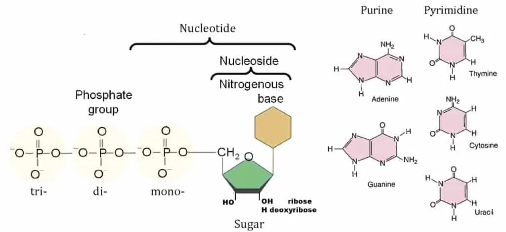 Bagan perbedaan nukleosida dan nukleotida