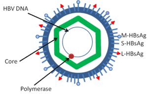 Gambar skematis virus hepatitis B