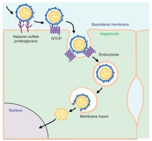 Proses entry HBV ke hepatosit