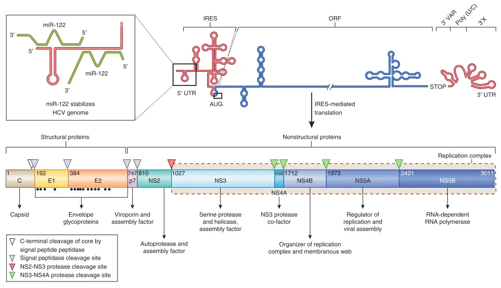 Struktur genom hepatitis C