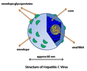 Gambar struktur virus hepatitis C