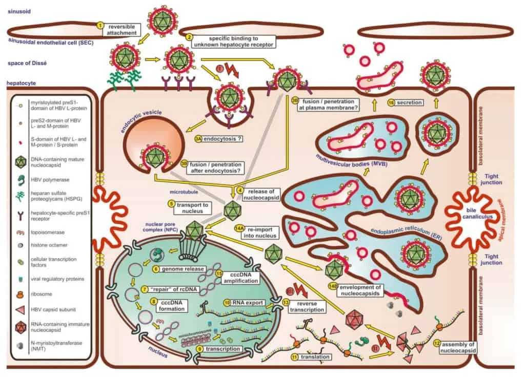 Siklus replikasi virus hepatitis B