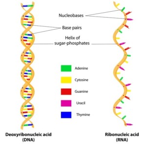 Double strand DNA dan single strand RNA