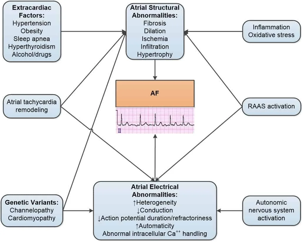 Patogenesis dan patofisiologi AF