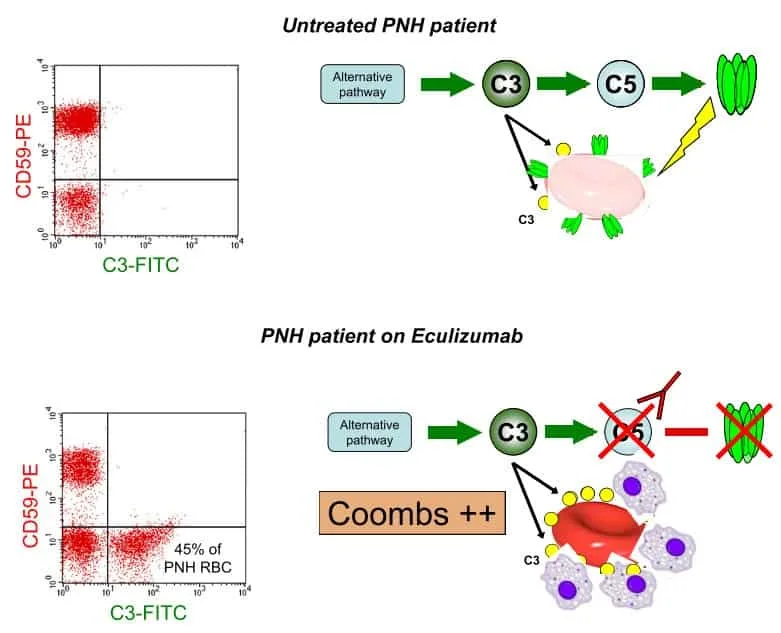 Cara kerja eculizumab