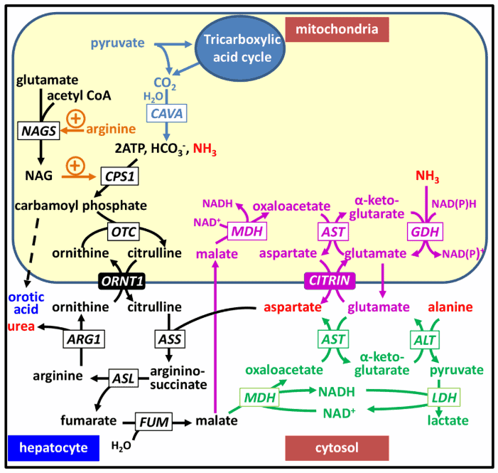 Siklus urea