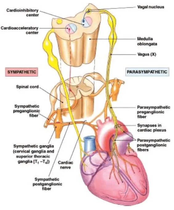 Pengaruh nervus vagal pada sistem kardiovaskuler