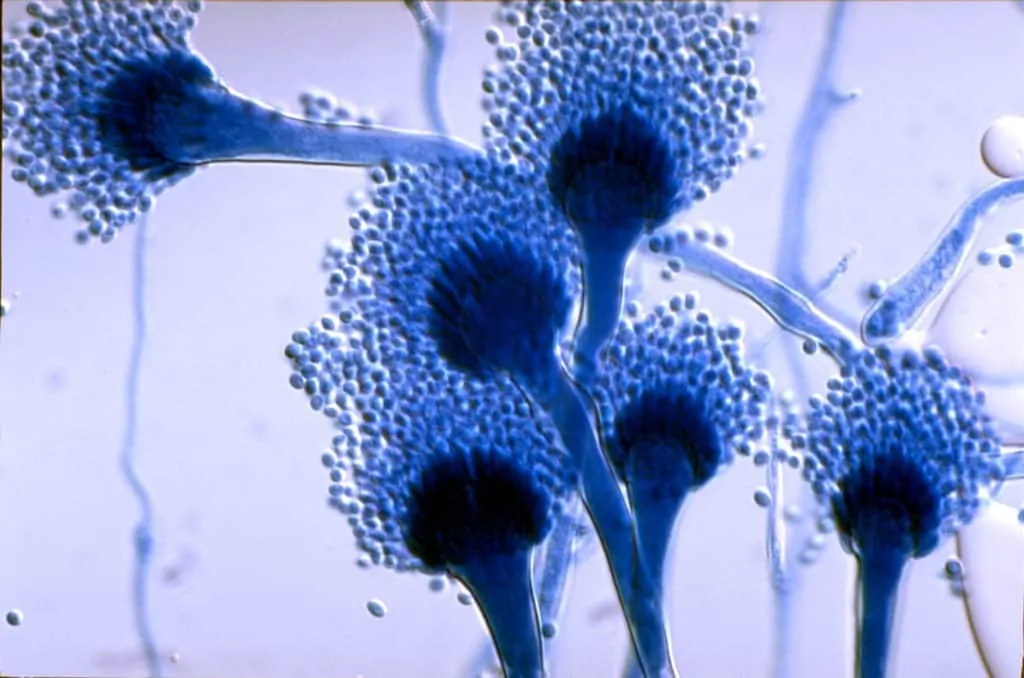 Bentuk kapang Aspergillus