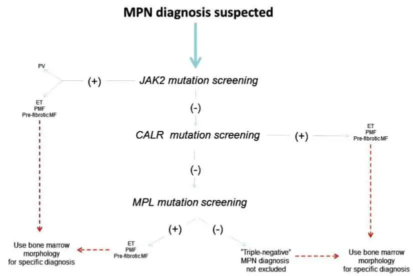 Alur diagnosis MPN