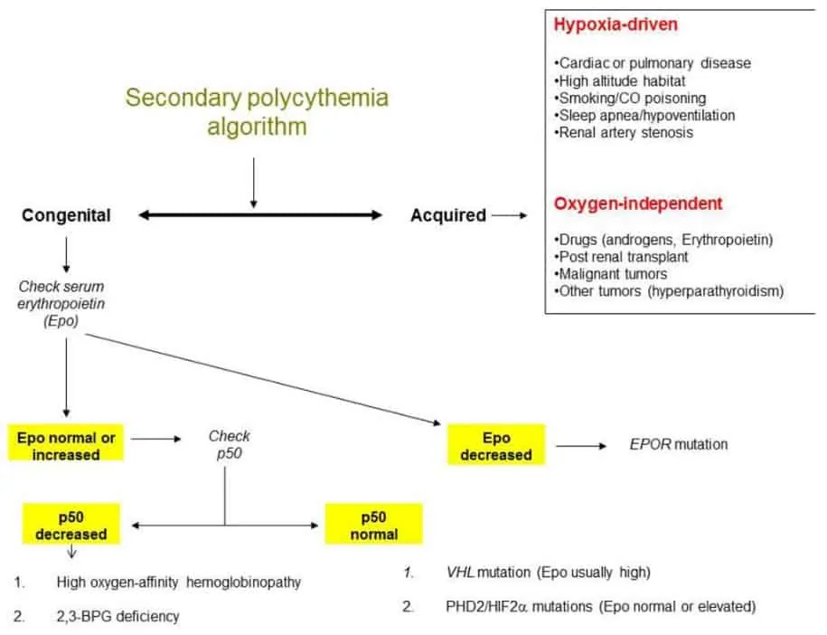 Alur diagnosis polycythemia vera