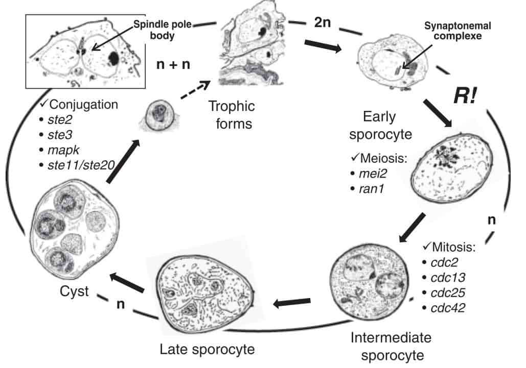 Siklus hidup Pneumocystis jirovecii