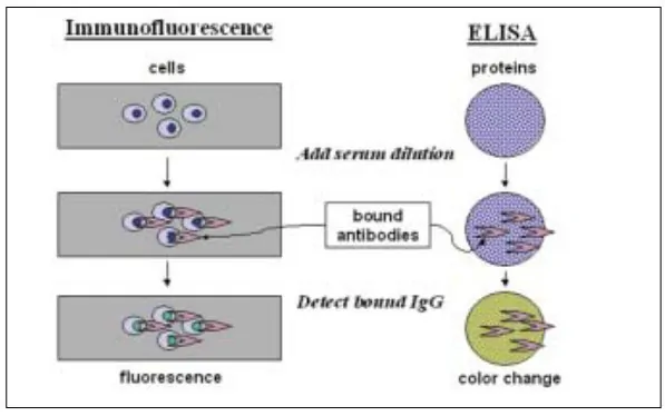 Perbandingan metode tes ANA immunofluoresensi dengan ELISA