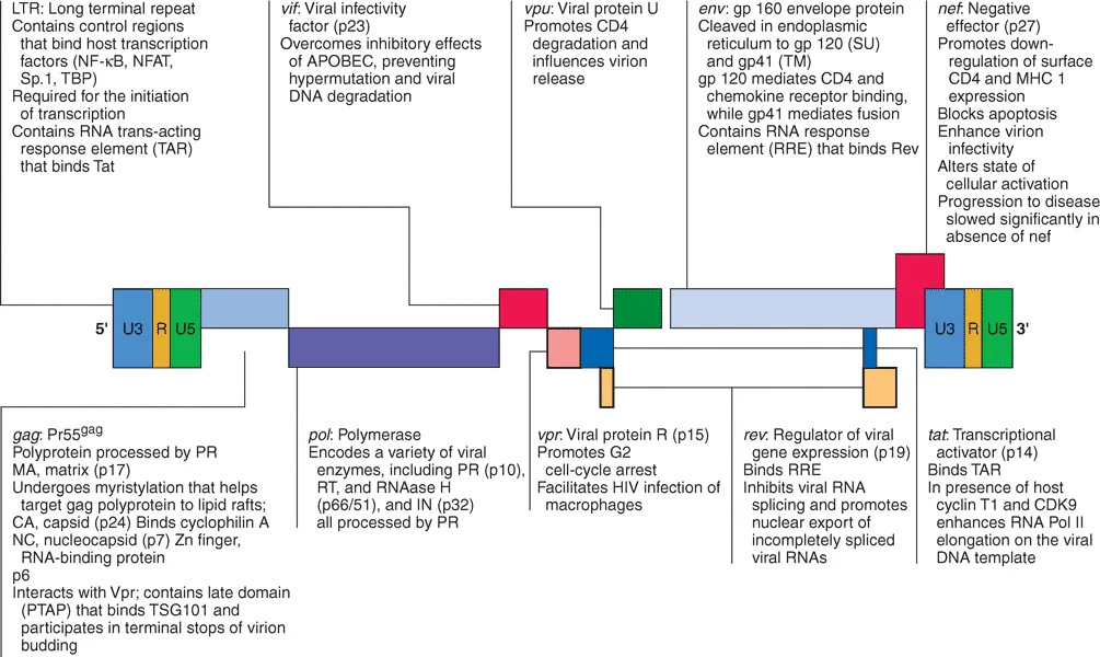 Struktur genom HIV-1