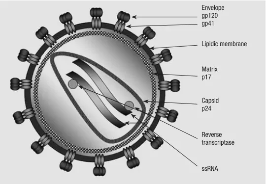 Bagan skematik struktur HIV