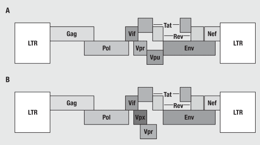 Perbedaan genom HIV-1 dan HIV-2