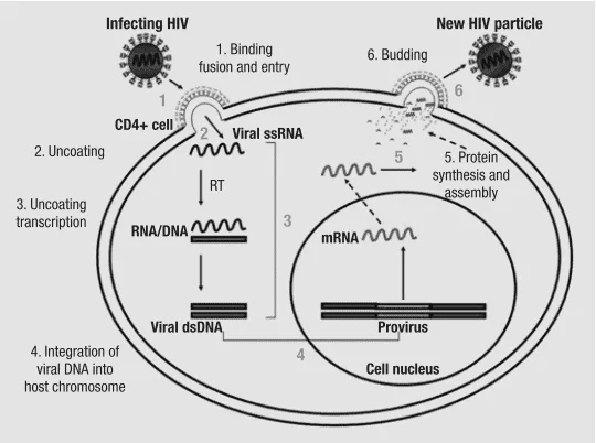 Penjelasan siklus replikasi HIV-1