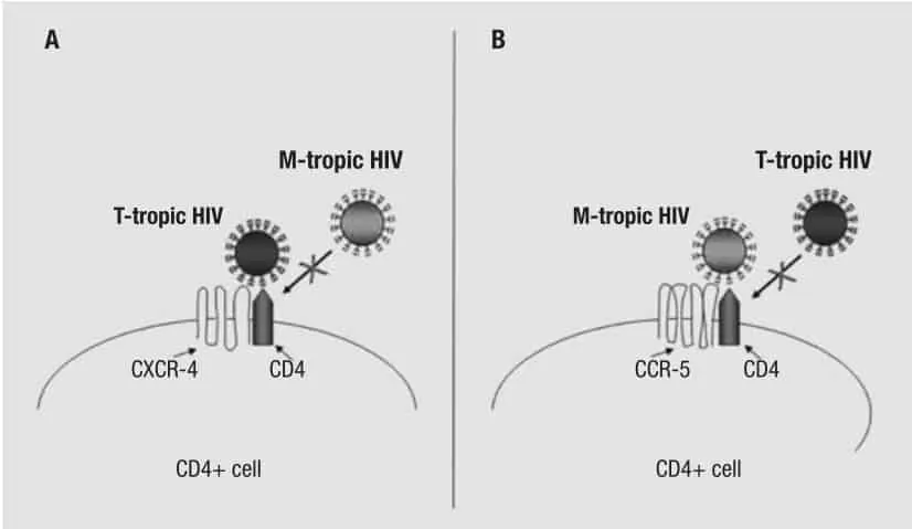 HIV dengan tropisme CXCR4 dan dengan tropisme CCR5