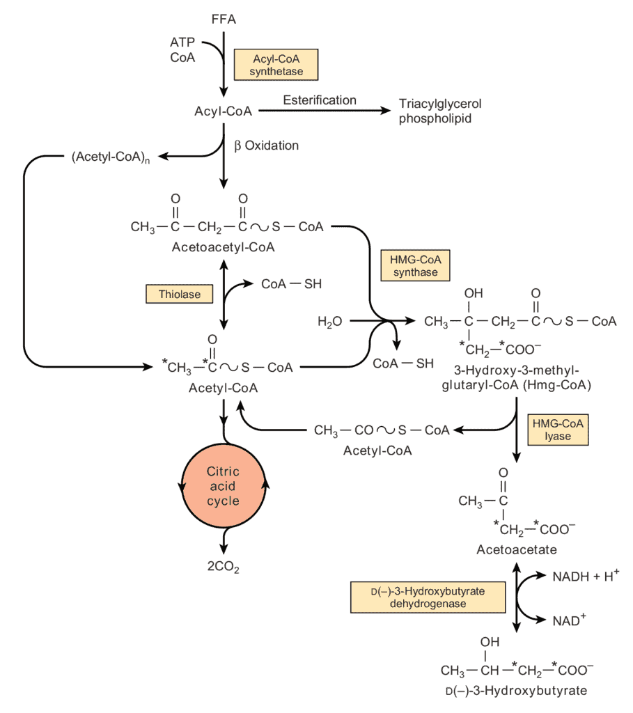 Ketogenesis di hati