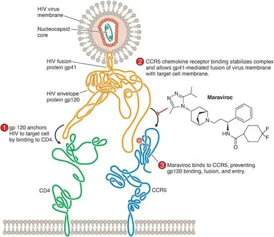 Mekanisme kerja entry inhibitor