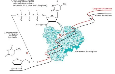 Penjelasan mekanisme NRTI menghambat reverse trasncriptase HIV