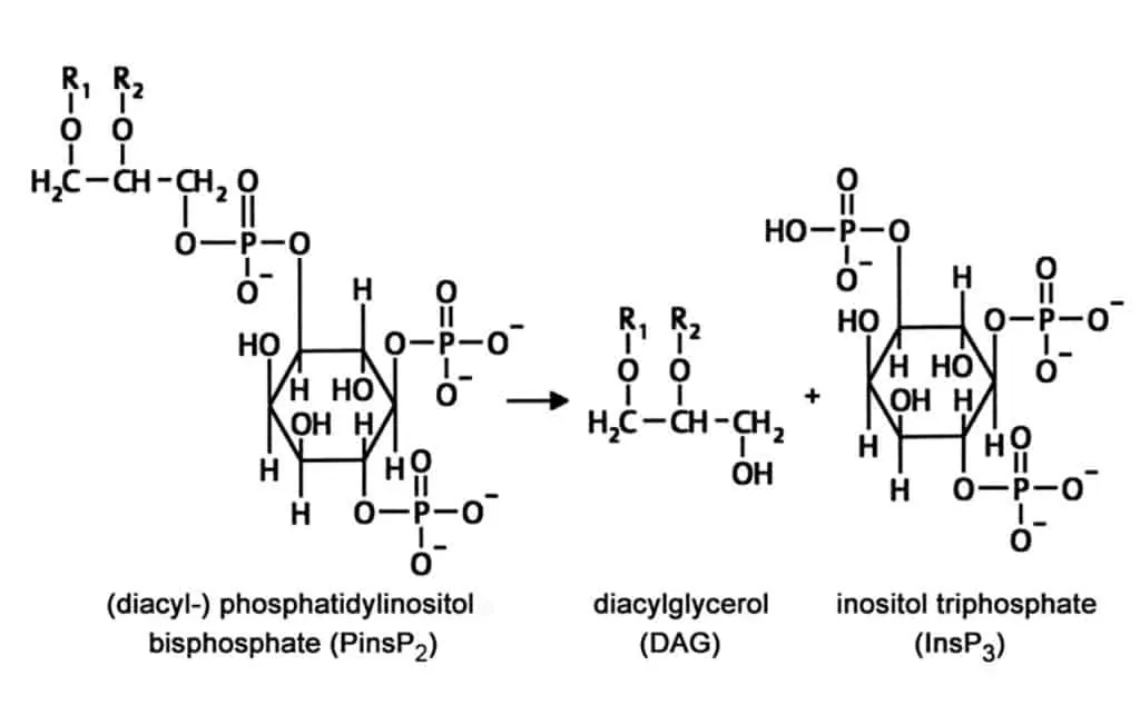 Second messenger inositol triphosphate (InsP3) dan diacylglcerol (DAG)