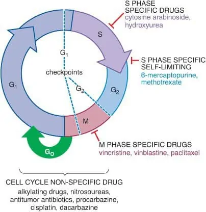 Mekanisme kerja kemoterapi dan siklus sel