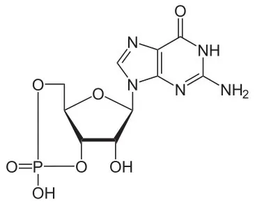 Struktur molekul second messenger cGMP