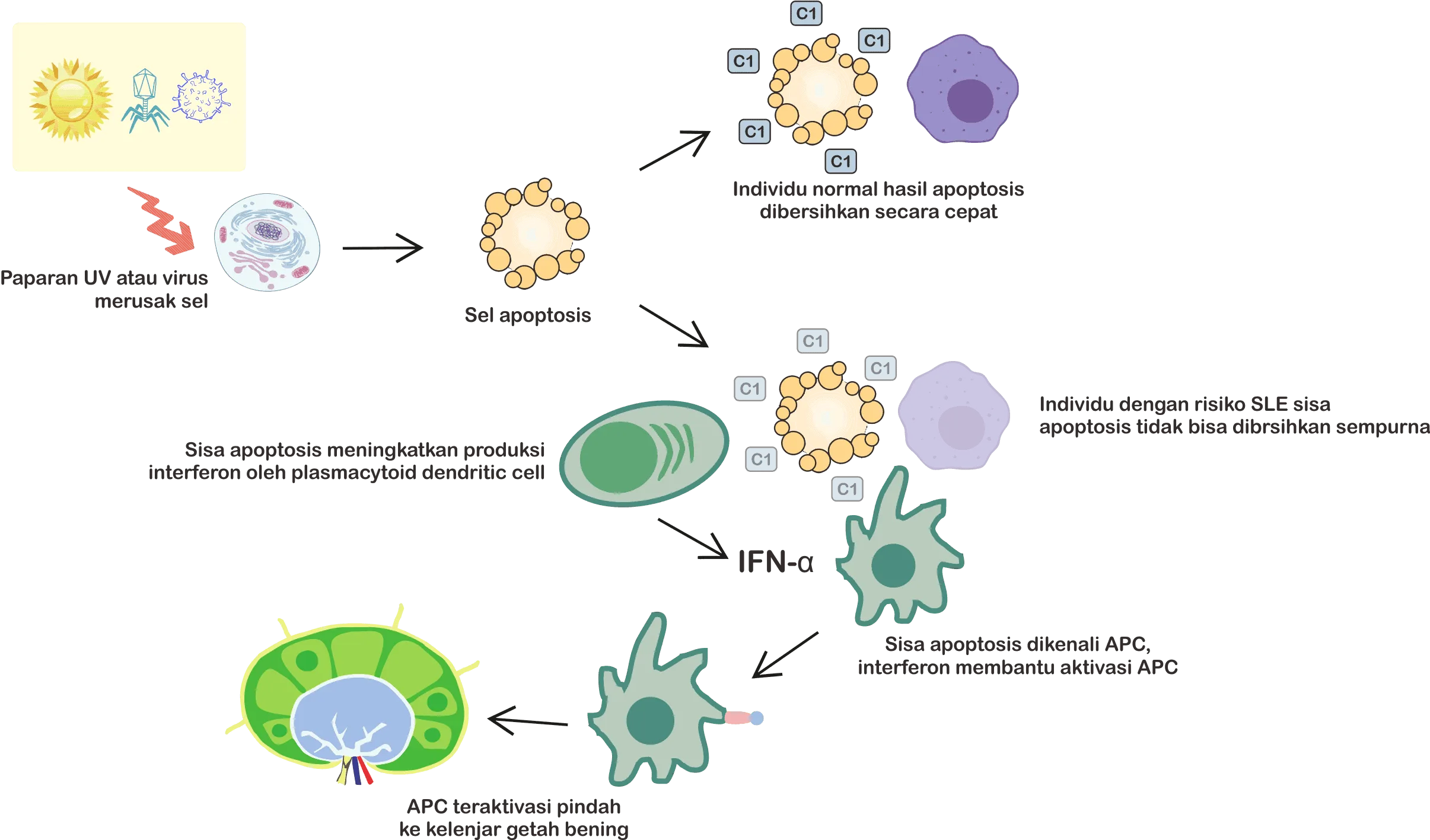 Bagan yang menjelaskan aktivasi APC oleh sisa apoptosis pada individu dengan risiko genetik SLE