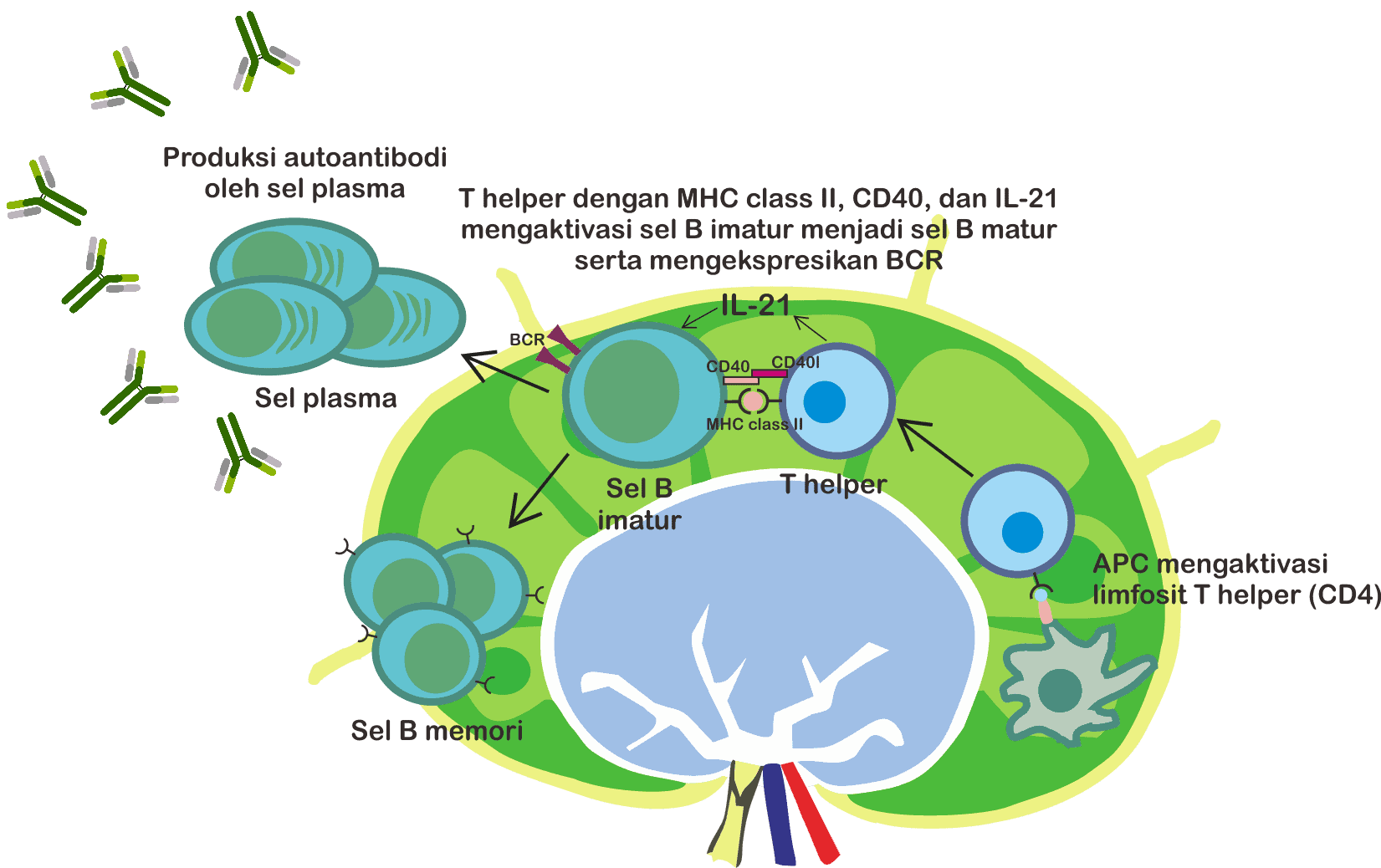 Gambar yang menjelaskan aktivasi sel B yang didahului aktivasi T helper oleh APC