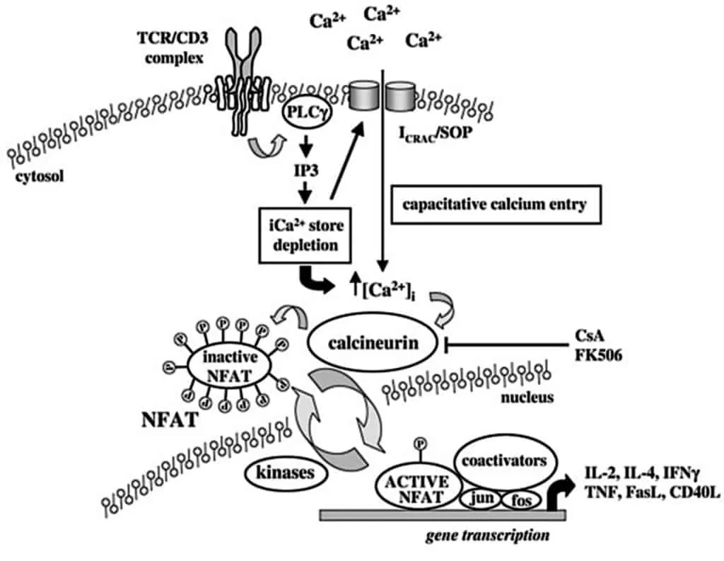 Proses aktivasi calcineurin oleh ion kalsium