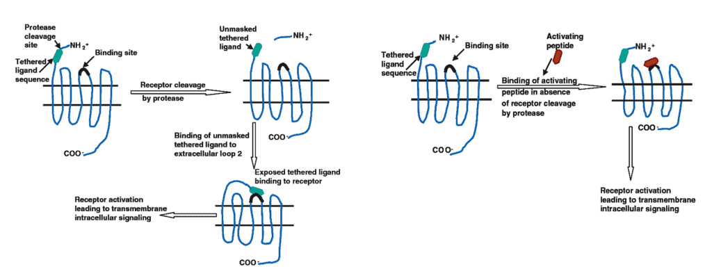 Proses aktivasi dari PAR
