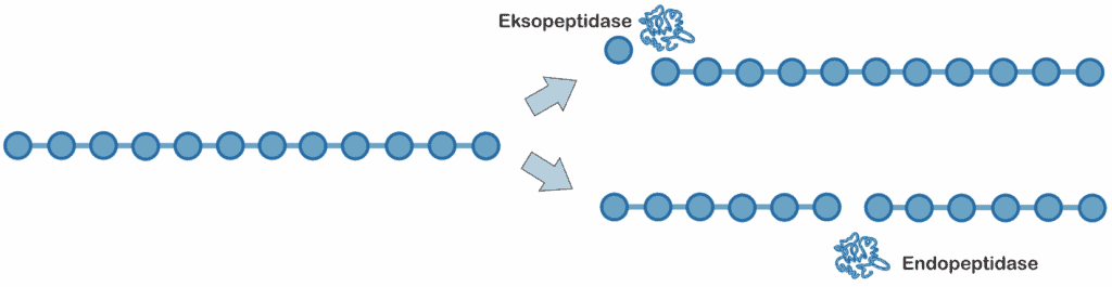 Perbedaan endopeptidase dan eksopeptidase