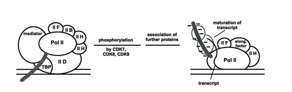 Gambar bagaimana fosforilasi RNA-polimerase II oleh CDK mengaktivasi proses transkripsi DNA