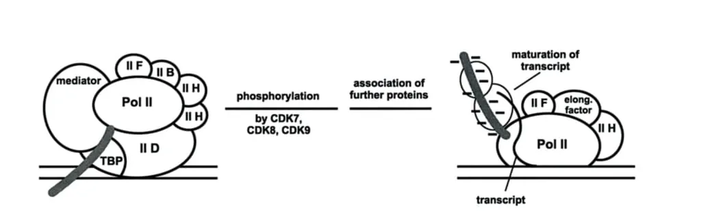 Gambar bagaimana fosforilasi RNA-polimerase II oleh CDK mengaktivasi proses transkripsi DNA