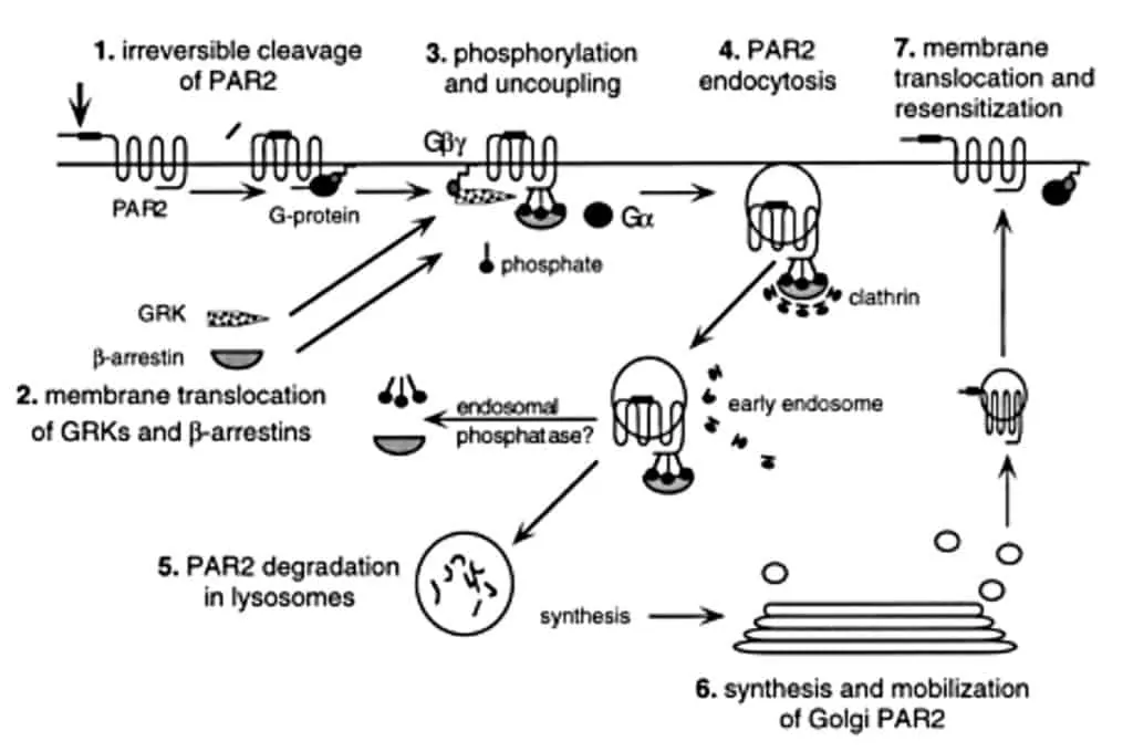 Proses internalisasi PAR