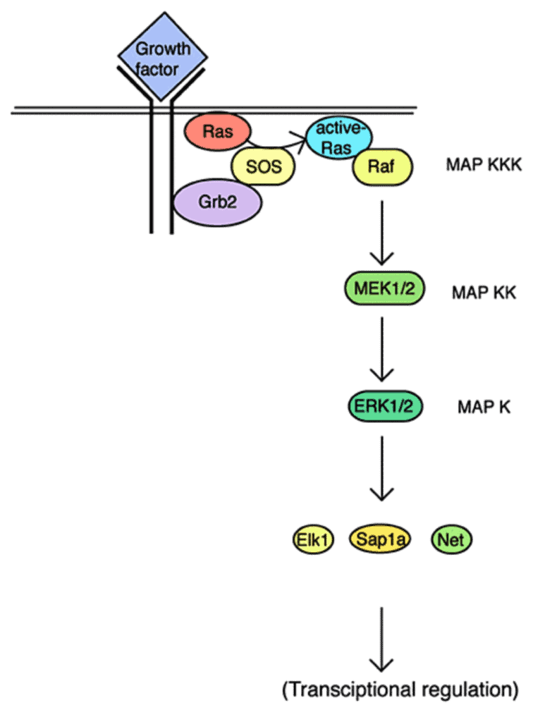 Regulasi sel oleh fosforilisasi se[erti pada jallur MAP-kinase