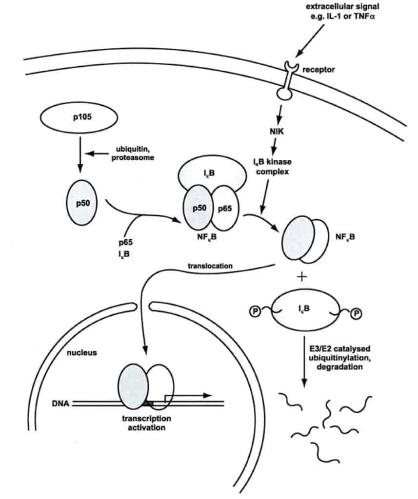 Regulasi sel dalam jalur sinyal inflamasi melalui proses fosforilisasi