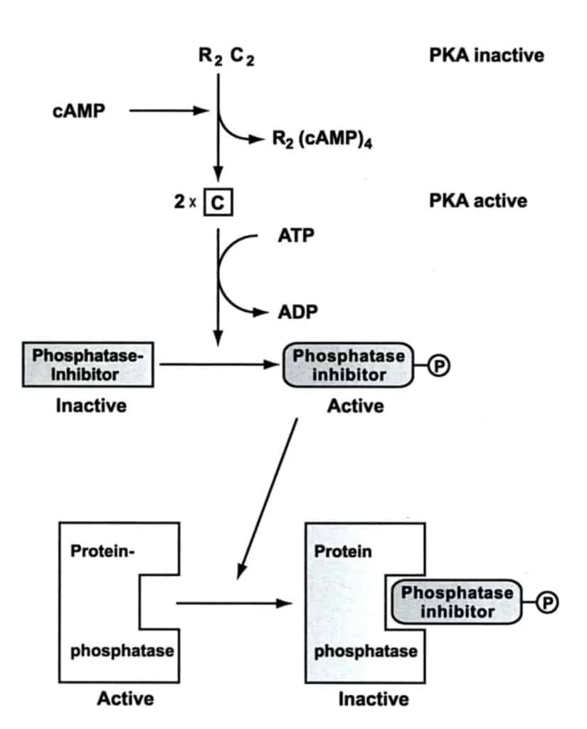 Proses regulasi fosfatase oleh inhibitor