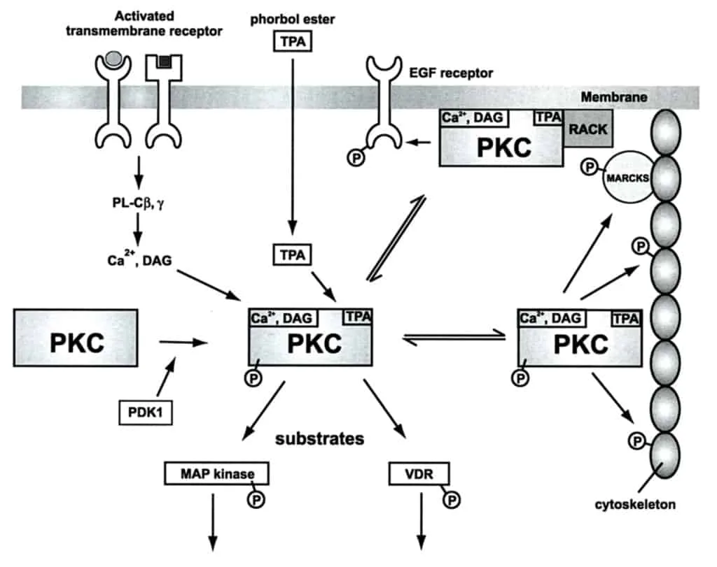 Gambar regulasi sel oleh proteinkinase C (PKC)