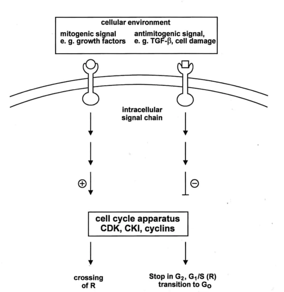 Alur sinyal regulasi siklus sel