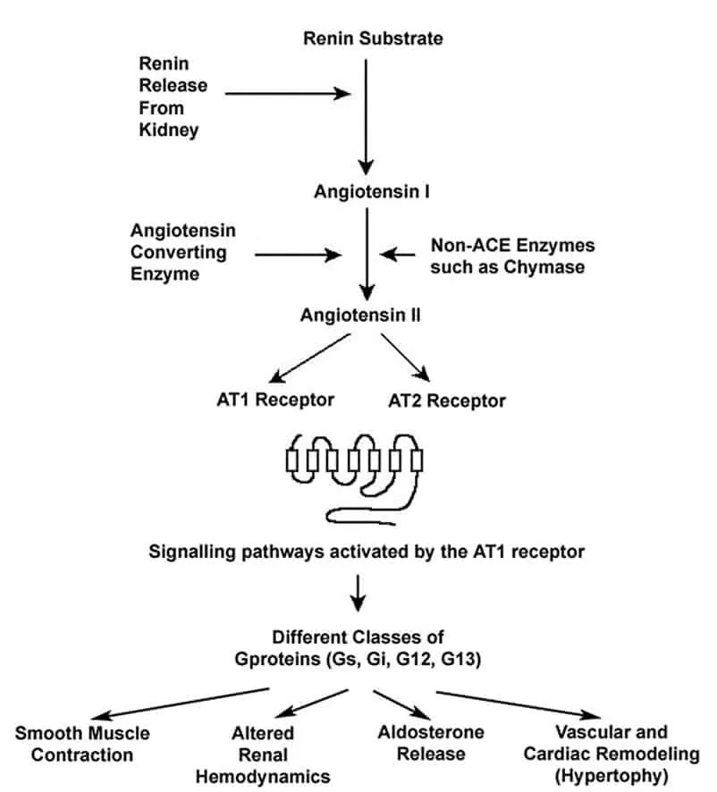 Contoh regulasi sel dengan proteolisis, aktivasi angiotensin terjadi dengan proses proteolitik