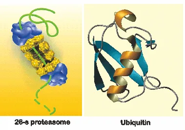 Struktur proteasome dan ubiquitin