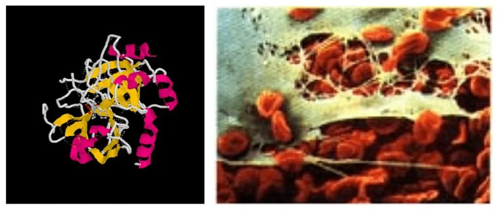 Gambar struktur thrombin