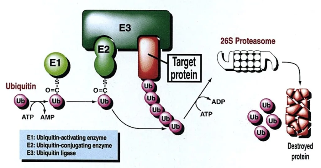 Regulasi sel dengan ubiquitinisasi diikuti dengan degradasi protein oleh proteasome