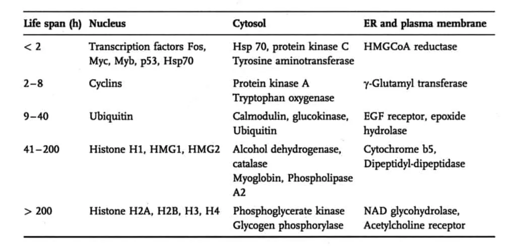 Waktu Paruh Beberapa Protein