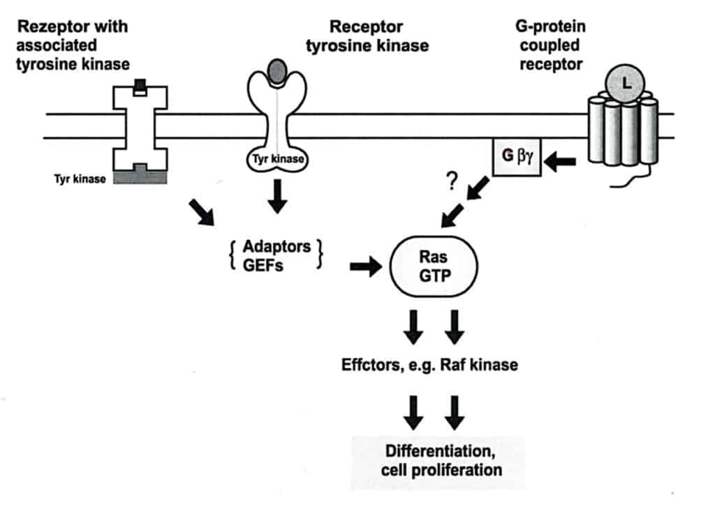 Gpcr Ras Ras/Raf dan Jalur Sinyal MAP-Kinase - Caiherang