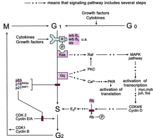 Ras/Raf dan Jalur Sinyal MAP-Kinase - Caiherang