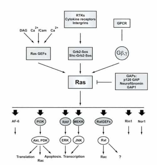 Ras/Raf dan Jalur Sinyal MAP-Kinase - Caiherang