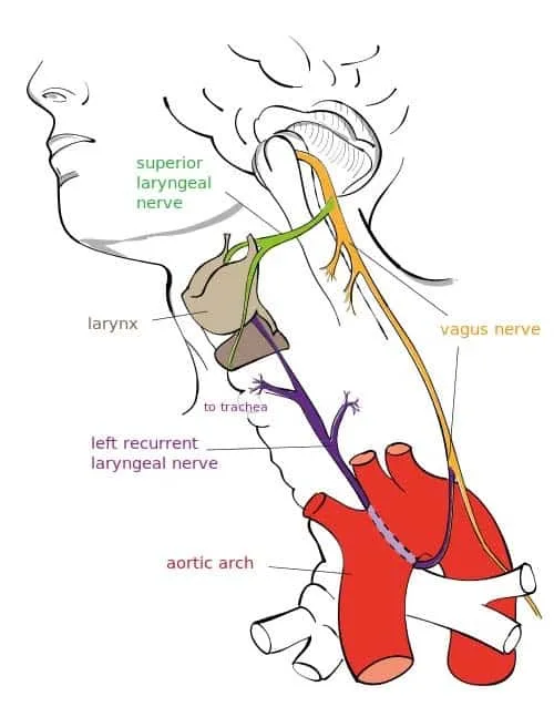Tempat jalannya nervus vagus dimana apabila ditekan dapat merangsang refleks vagal