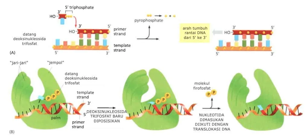 Bagan struktur DNA polimerase, seperti tangan.
